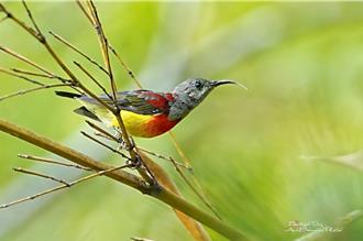 罕見「藍喉太陽鳥」現蹤桃園復興區 吸大批鳥友上山拍照
