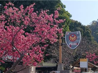 台中泰安櫻花季登場 八重櫻滿開迎賓