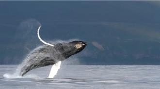 海洋生物學家成功解鎖鬚鯨歌唱之謎