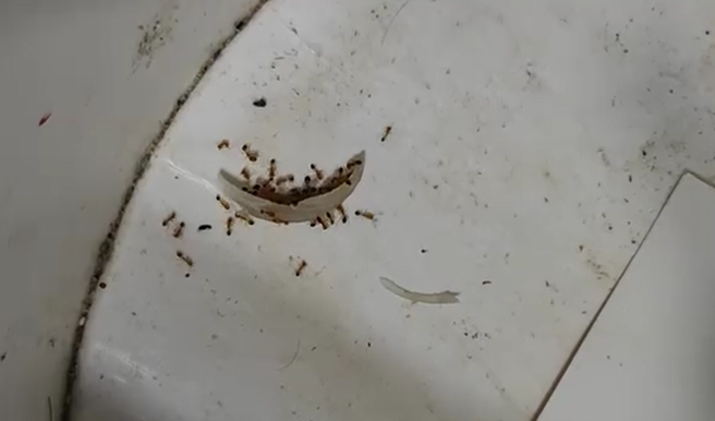 有網友在網上PO出剪下來的腳指甲，卻被螞蟻大軍包圍，讓他匪夷所思。（圖／翻攝自臉書爆廢公社）