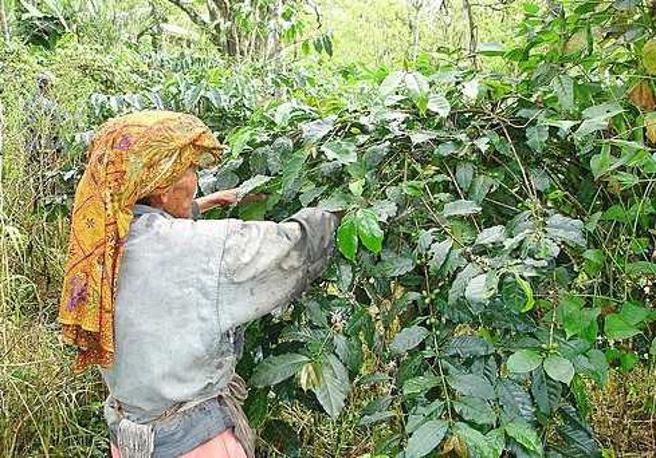 失联移工Anita秀出照片，说明儿时自己在咖啡园有着富足快乐的童年。（图／读者提供） 