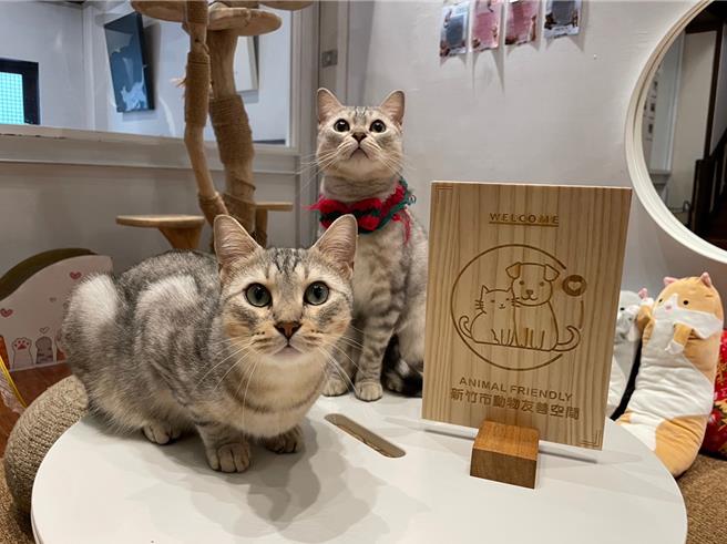 新竹市政府推出寵物友善店家標章申請計畫，鼓勵店家加入，目前已有30家響應並取得認證標章。圖為招財咖啡。（新竹市政府提供／王惠慧新竹傳真）