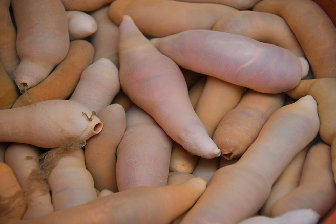 山东烟台海边近日出现大量「阴茎鱼」，吸引民眾抢捞，却也发生多起溺水事件。(图:shutterstock/达志)