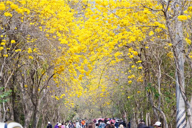 彰化县二水乡坑内坑森林步道「黄花风铃木」近日盛开，因为季节花朵集中绽放，形成一条长长的黄金隧道，吸引大批游客前往朝圣。（吴建辉摄）