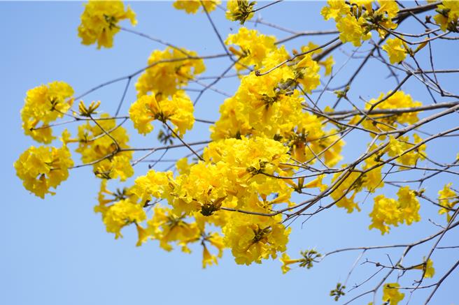 黄花风铃木又名金风铃，最高可以长到将近10公尺，其分支也可蔓延到7至10公尺长，花期一般来说从每年3月初开始盛开。（吴建辉摄）