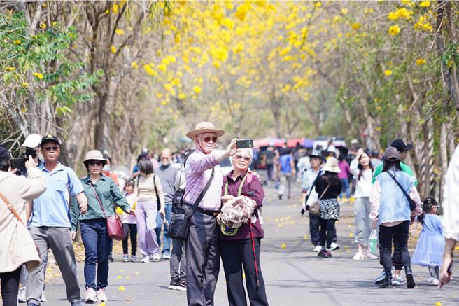 彰化县二水乡坑内坑森林步道「黄花风铃木」近日盛开，因为季节花朵集中绽放，形成一条长长的黄金隧道，吸引大批游客前往朝圣。（吴建辉摄）