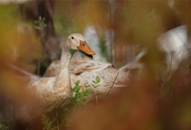 圖為鴨子示意圖，非當事鴨。（路透社）