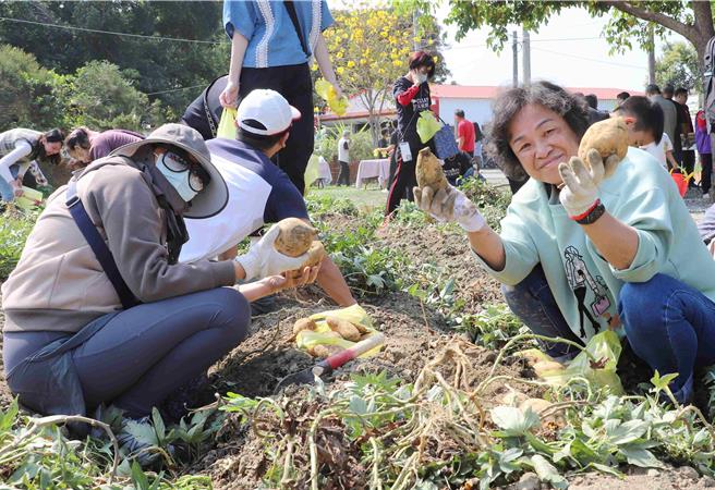 嘉義縣社區規劃師駐地輔導計畫「野力嘉義，共創＋1」工作坊，今25日舉辦授證儀式暨成果發表，全場大小朋友一起體驗挖地瓜，收穫滿滿。（呂妍庭攝）