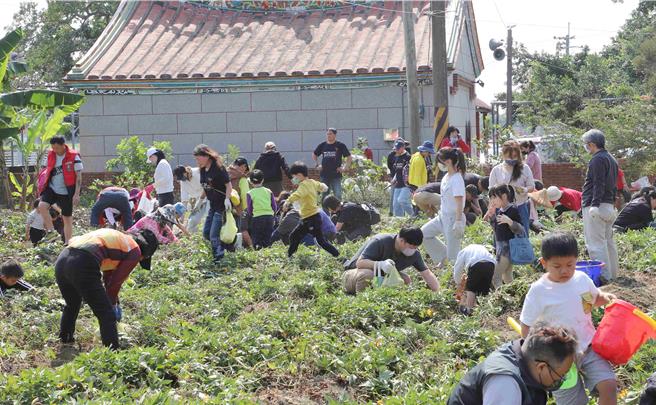 嘉義縣社區規劃師駐地輔導計畫「野力嘉義，共創＋1」工作坊，今25日舉辦授證儀式暨成果發表，全場大小朋友一起體驗挖地瓜，收穫滿滿。（呂妍庭攝）