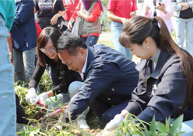 嘉義縣社區規劃師駐地輔導計畫「野力嘉義，共創＋1」工作坊，今25日舉辦授證儀式暨成果發表，全場大小朋友一起體驗挖地瓜，收穫滿滿。（呂妍庭攝）