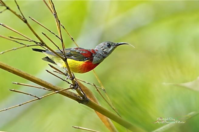 罕见「蓝喉太阳鸟」现踪桃园復兴区二马山庄。(拍鸟俱乐部何花拔提供／吕筱蝉桃园传真)