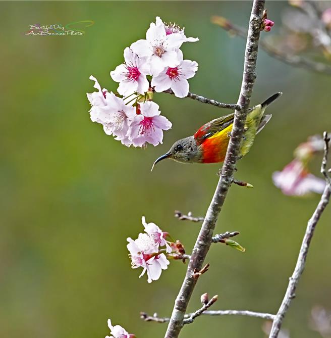 罕见「蓝喉太阳鸟」现踪桃园復兴区二马山庄。(拍鸟俱乐部何花拔提供／吕筱蝉桃园传真)
