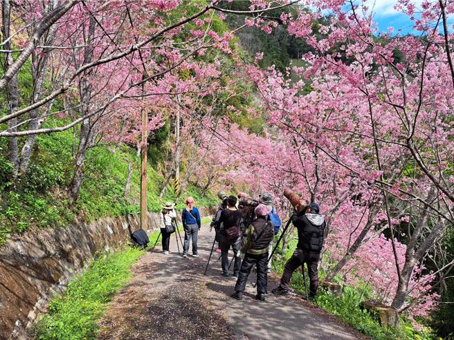 罕见「蓝喉太阳鸟」现踪桃园復兴区二马山庄，吸引大批鸟友上山拍照。(拍鸟俱乐部王大哥提供／吕筱蝉桃园传真)