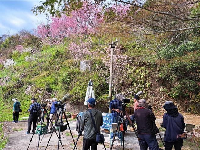 罕见「蓝喉太阳鸟」现踪桃园復兴区二马山庄，吸引大批鸟友上山拍照。(拍鸟俱乐部王大哥提供／吕筱蝉桃园传真)