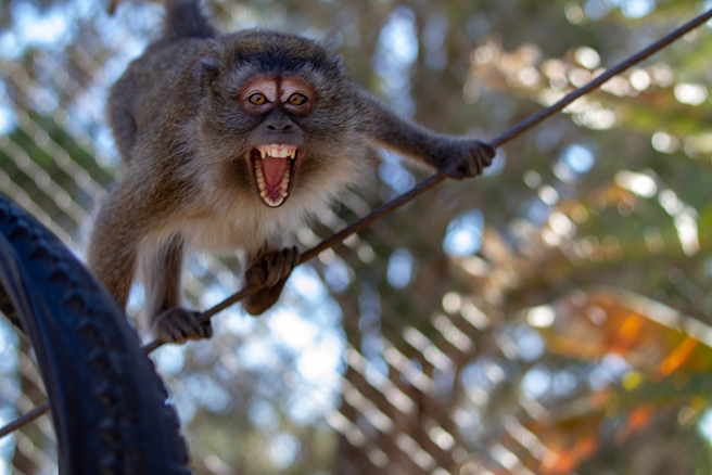 马来女子在山路上被猴子打趴滚地，吓得狂拍路人车窗求救。(图:shutterstock/达志)