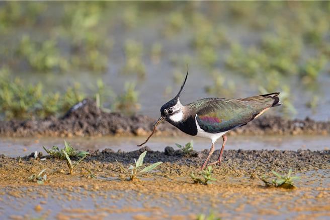 小辮鴴覓食到一隻蚯蚓。（吳崇漢提供）