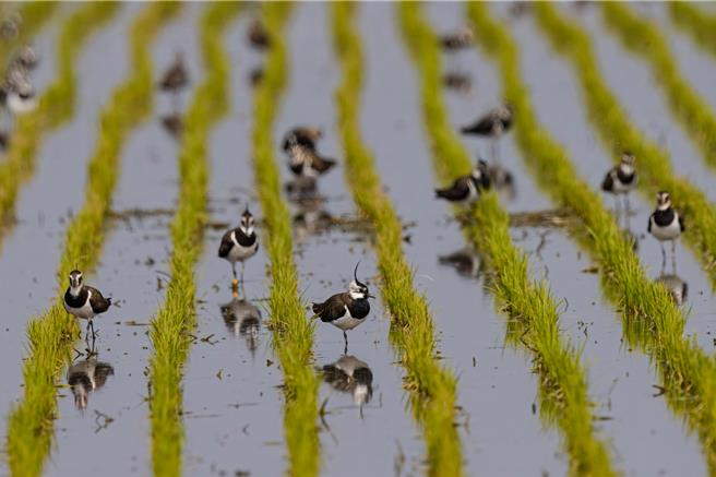 小辮鴴在雲林縣水稻田覓食及休息的模樣。（吳崇漢提供）