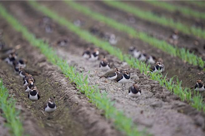 小辮鴴在雲林縣一處玉米田覓食。（吳崇漢提供）