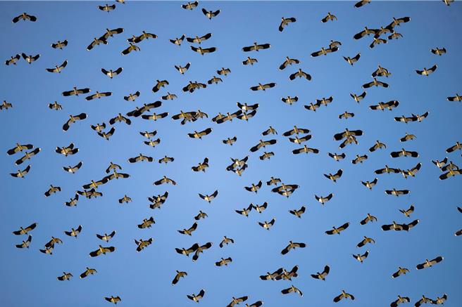 小辮鴴每年10月到隔年2月來台度冬，雲林縣是最大棲息地。（吳崇漢提供）