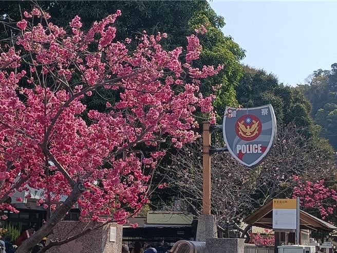 台中后里泰安樱花季25日热闹登场，八重樱盛开，吸引大批游客造访。（陈淑娥摄）