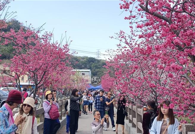 台中后里泰安樱花季25日热闹登场，八重樱盛开，吸引大批游客造访。（陈淑娥摄）