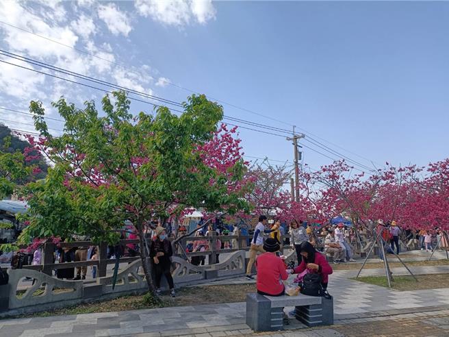 台中后里泰安樱花季25日热闹登场，现场有些樱花已结束花期，长出嫩叶。（陈淑娥摄）