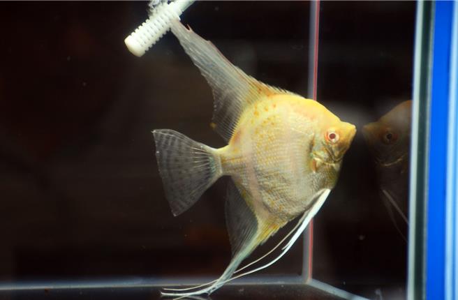 2024屏東觀賞魚產業國際交流賽，全場神仙魚總冠軍現場喊價16萬元。(林和生攝)