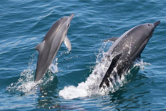 4到10月则是赏鲸豚旺季，一年平均游客数12万人次。（民眾提供／吴佩蓉宜兰传真）