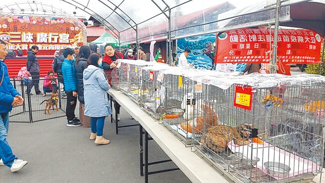 新北市动保处与三峡广行宫合办宠物认养会点平安灯，认养的饲主获得大礼包及宠物平安灯。（新北市动保处提供／高钧麟新北传真）