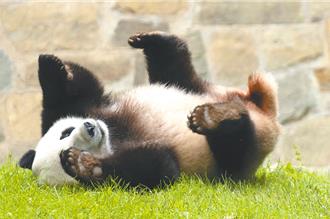 中美關係持續緊張 港媒：北京正重啟「貓熊外交」