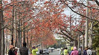 暖冬高温催花开逾7成！ 白河木棉花季提前本周六登场