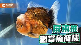 品觀點｜觀賞魚國際交流賽登場  屏東持續推廣相關產業商機