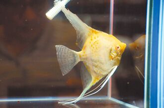 屏東 3連冠神仙魚開價16萬 飼主惜售