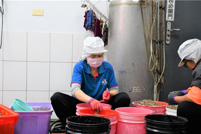 义竹就服台就服员运用小萍过往曾代工剥破布子的经验，媒合至嘉义县义竹水产加工厂担任剥虾人员一职。（吕妍庭摄）