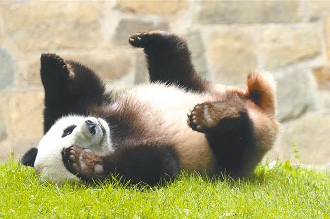港媒觀察，最近大陸宣布已與美國、西班牙、奧地利的動物園就貓熊保育合作達成或諮詢協議，指北京正重啟「貓熊外交」。圖為大貓熊「美香」在美國出生的幼崽「小奇蹟」。（美聯社資料照片）