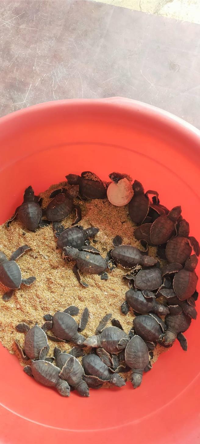 2024年2月26日澎湖縣／罕見！澎湖望安綠蠵龜保育區日前還見孵化，疑似暖冬影響。圖為21日孵化出的稚龜。（澎湖縣農漁局提供／許逸民澎湖傳真）