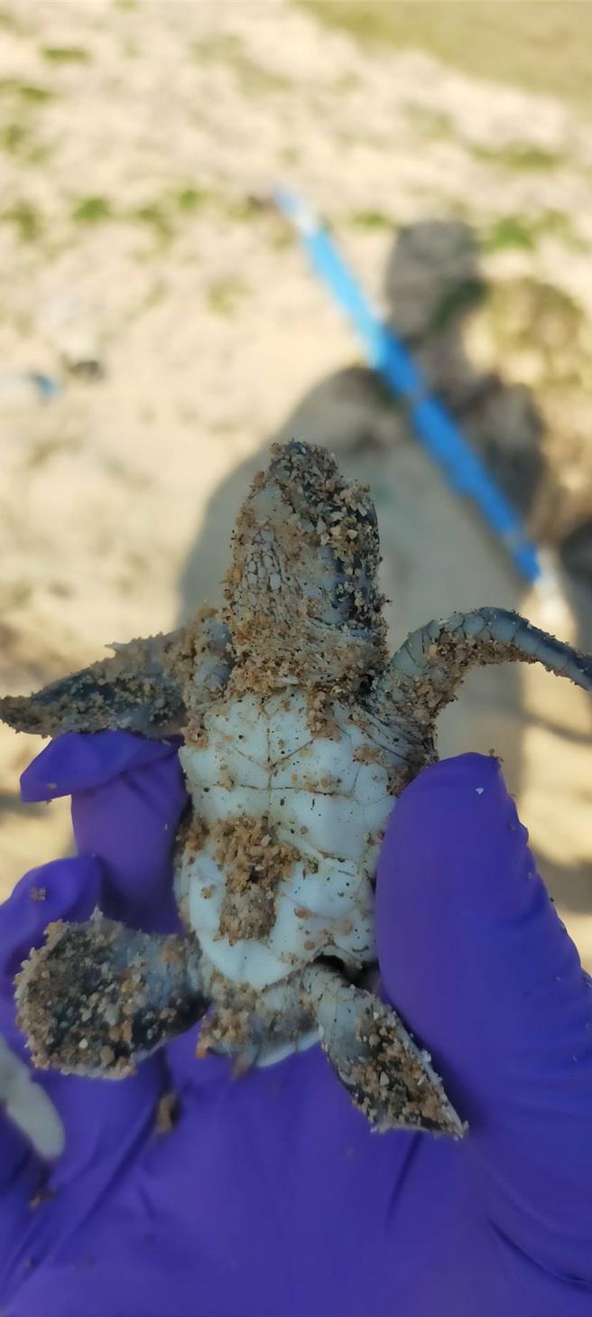 2024年2月26日澎湖縣／罕見！澎湖望安綠蠵龜保育區日前還見孵化，疑似暖冬影響。圖為21日孵化出的體弱稚龜，暫時送收容照護2-4週。（澎湖縣農漁局提供／許逸民澎湖傳真）