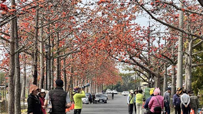 台南白河林初埤木棉花道受暖冬影響，今年提早綻放，目前花開超過7成。（張毓翎攝）