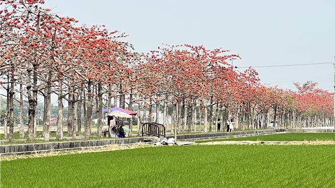 台南白河林初埤木棉花道受暖冬影響，今年提早綻放，目前花開超過7成。（張毓翎攝）