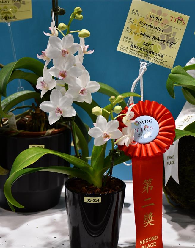狐狸尾蝶蘭「香水天使」白花紅唇，花瓣大而圓整，具香味獲頒第二獎。(高雄農改場提供)
