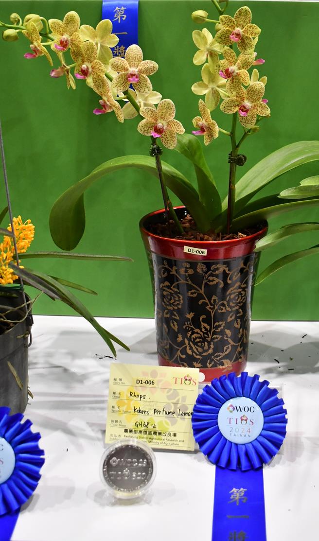 狐狸尾蝶蘭「香水檸檬」獲頒第一獎和銀牌獎。(高雄農改場提供)