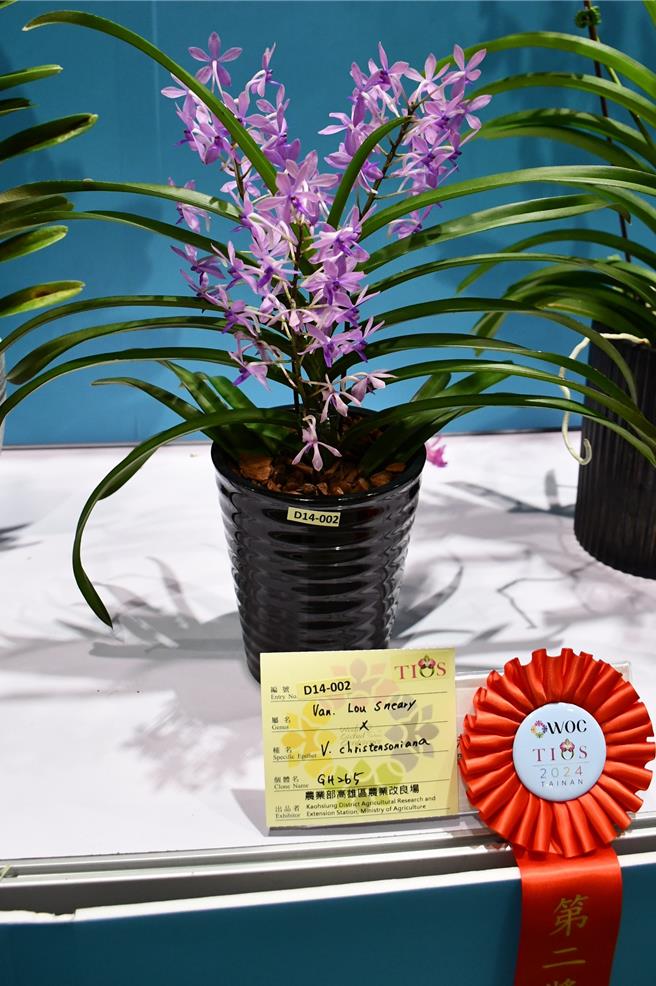 克莉斯汀蘭和紫色風蘭交配後裔(待命名)獲頒第二獎。(高雄區農改場提供)