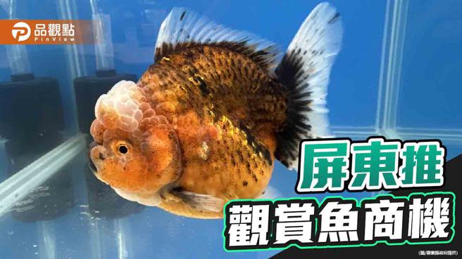 观赏鱼国际交流赛登场     屏东持续推广相关产业商机（图片来源：屏东县政府提供）