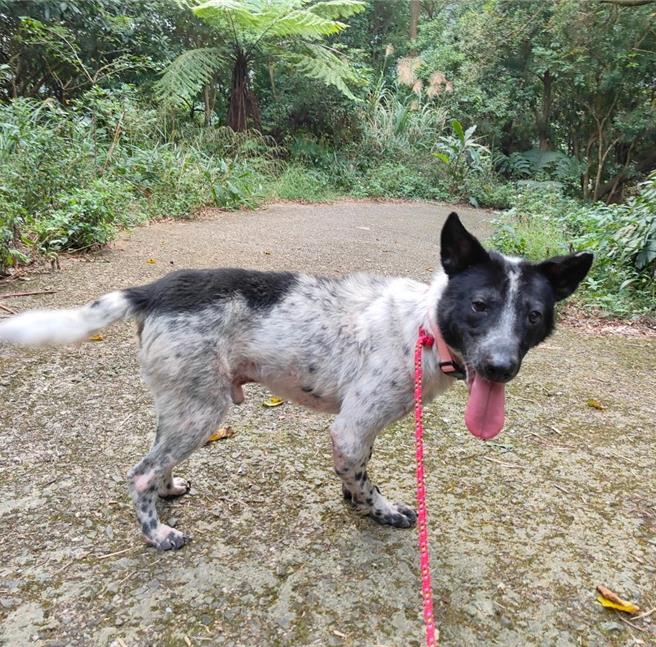 Cookie手术后在动物之家復健。（新北市动保处提供）