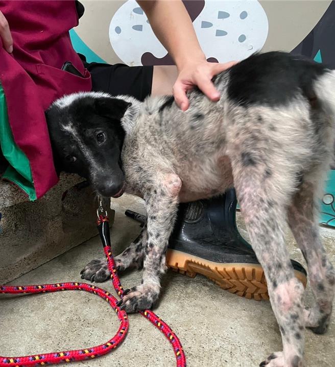 Cookie康復后会向志工撒娇卖萌。（新北市动保处提供）