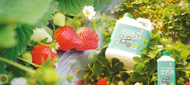 台肥出品之「活力鈣寶」大受草莓農友肯定。圖／台肥集團提供