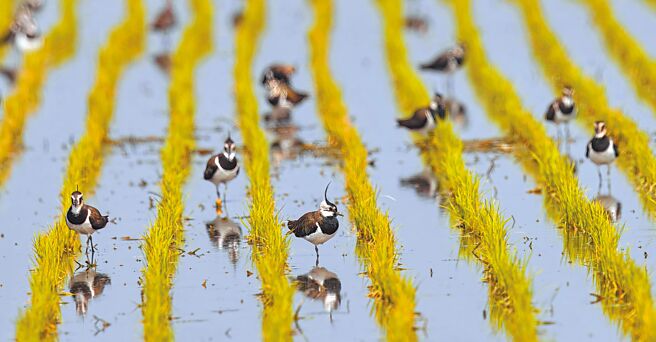 小辮鴴每年10月到隔年2月來台度冬，雲林縣是最大棲息地。圖為小辮鴴在雲林縣水稻田覓食及休息的模樣。（吳崇漢提供／周麗蘭雲林傳真）
