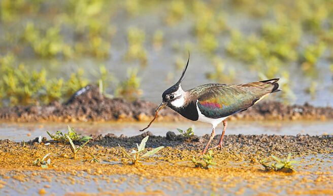 小辮鴴每年10月到隔年2月來台度冬，雲林縣是最大棲息地，圖為小辮?覓食到1隻蚯蚓。（吳崇漢提供／周麗蘭雲林傳真）