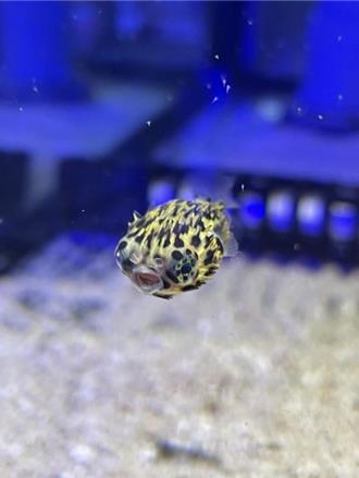 海科館再傳喜訊 人工環境首度繁殖六斑二齒魨見客囉！