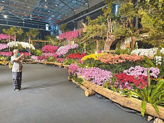强碰元宵 台湾兰展首周末人潮锐减